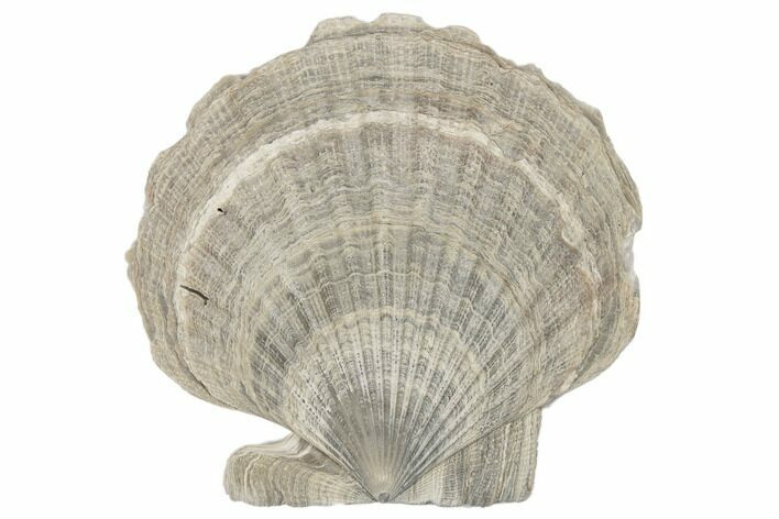 Miocene Fossil Scallop (Chesapecten) - Maryland #189095